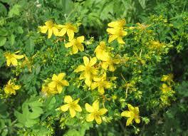 Удивительные травы, ягоды, коренья.