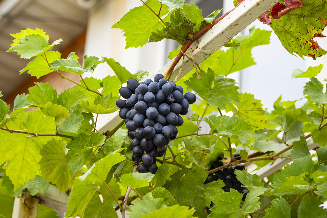 Такой сентябрь в Анапе