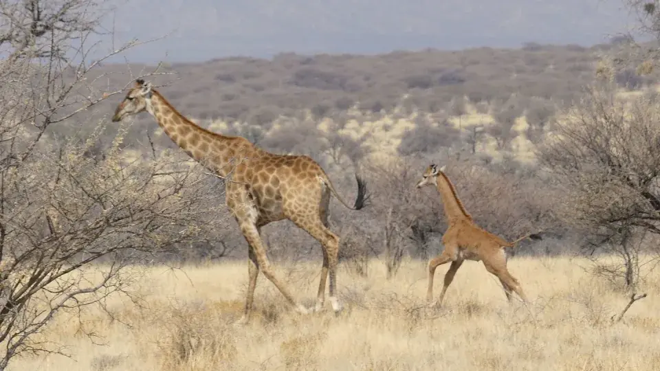 В Намибии заметили редкого детеныша жирафа без пятен