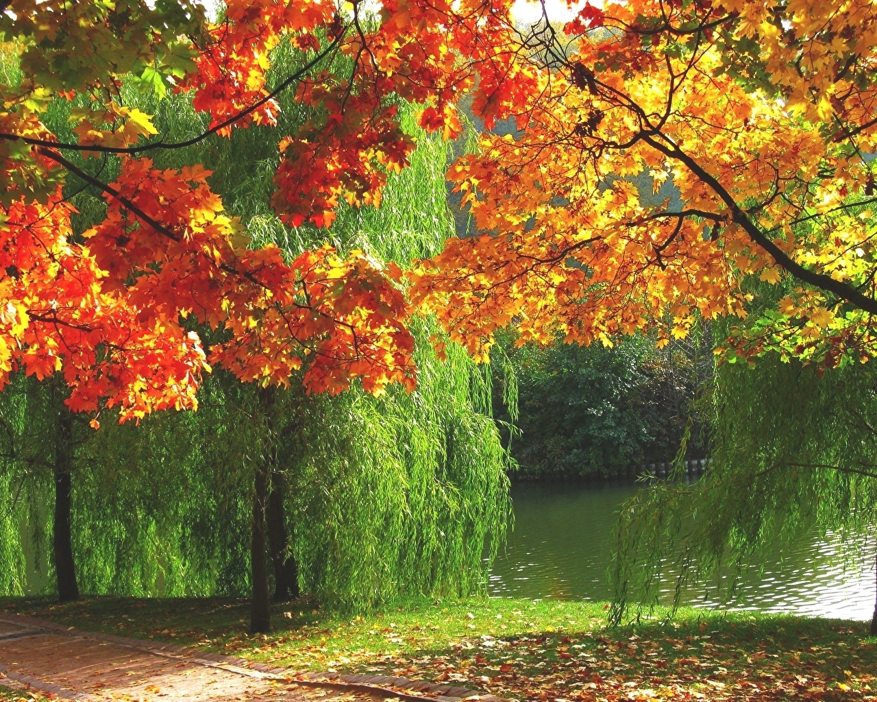 Что за «бабье» лето, почему так называется и когда бывает?