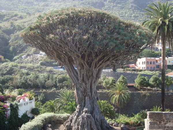 Тенерифе. Продолжение 2