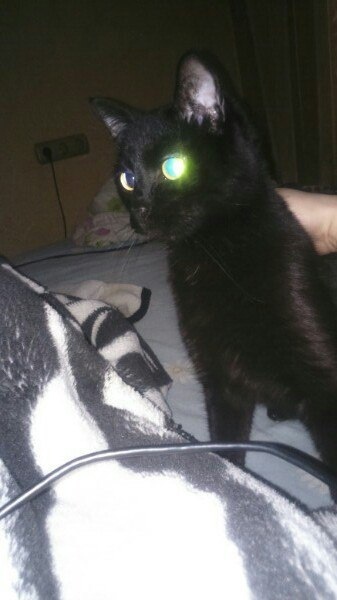 Кошмар на улице Зелёной, или Как кот меня до инфаркта довёл