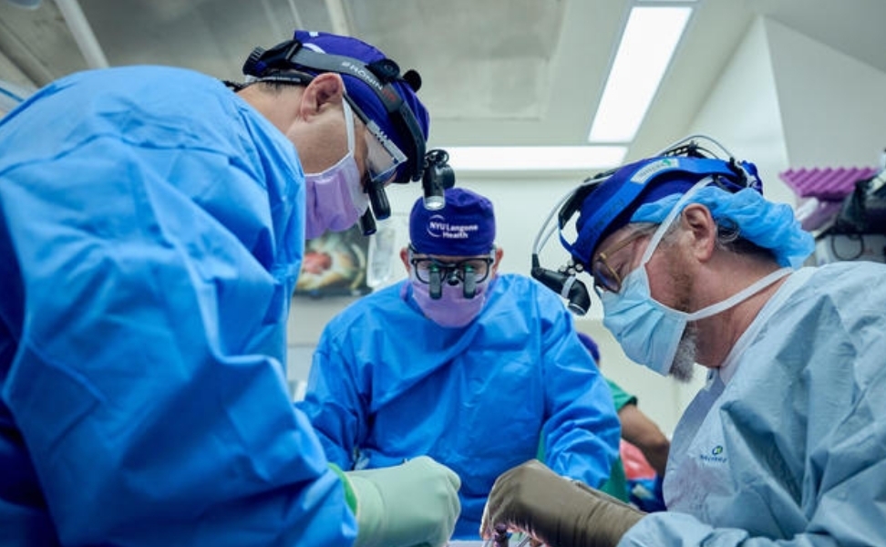 Почка свиньи работает в донорском организме 2 месяца, создавая надежду на пересадку от животного к человеку