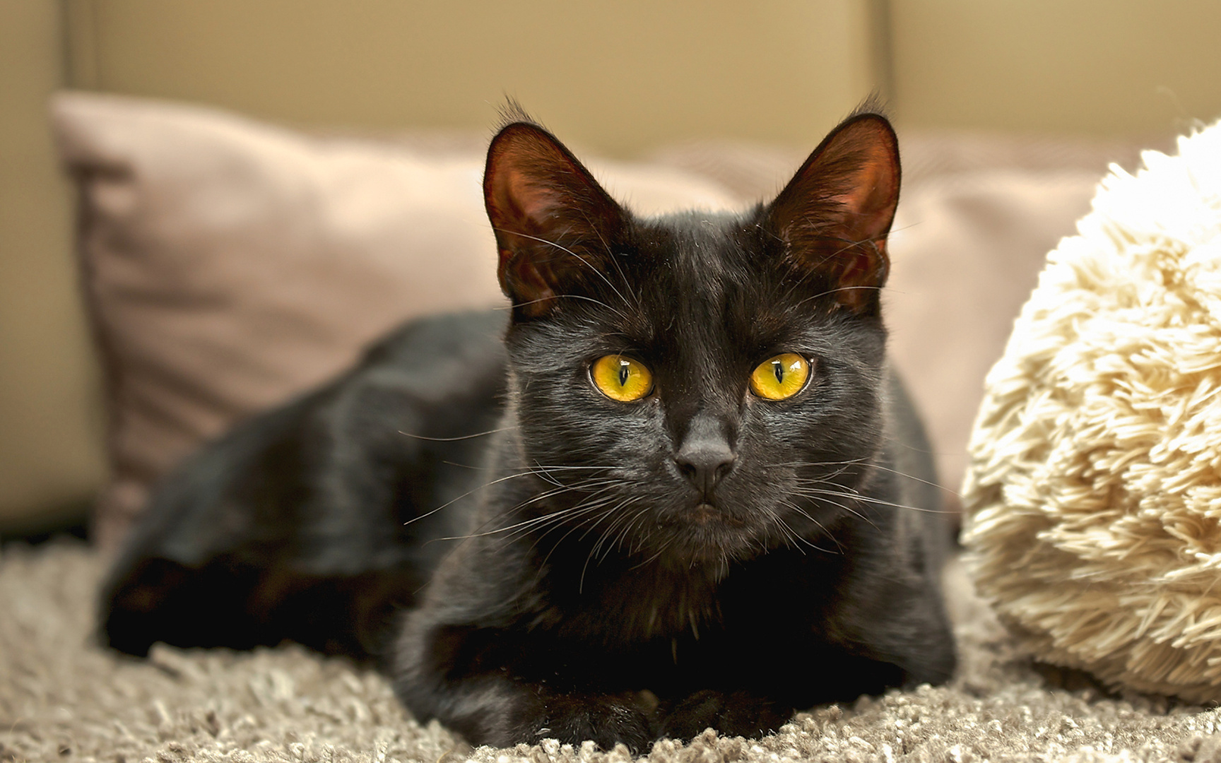 Почему мы любим котиков - научное объяснение