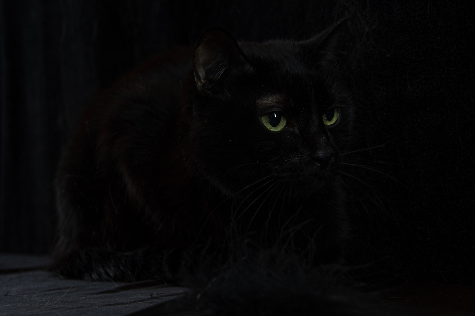 Кошмар на улице Зелёной, или Как кот меня до инфаркта довёл