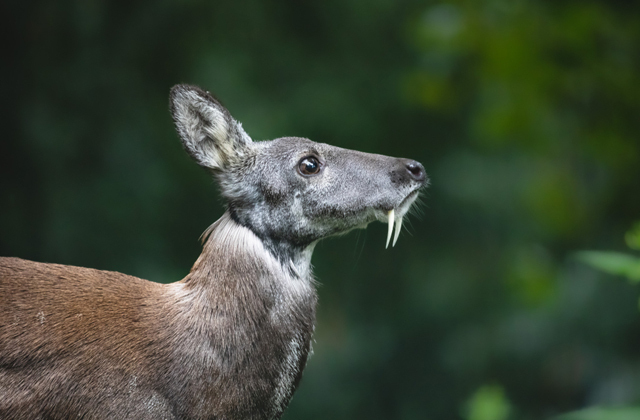 Животные Красной книги России.