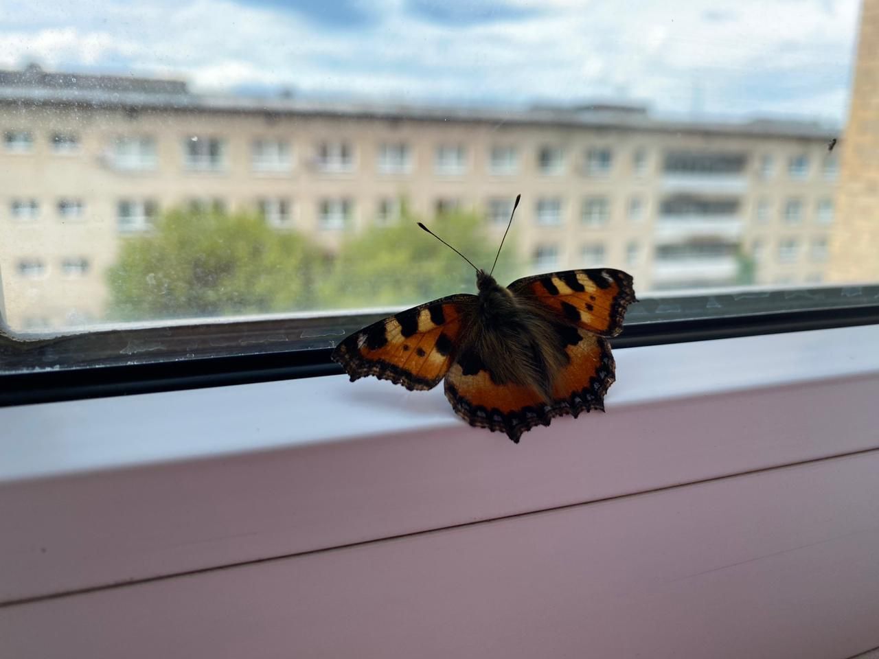 Одолели коллекторы из-за глупости родственницы — чему я научилась