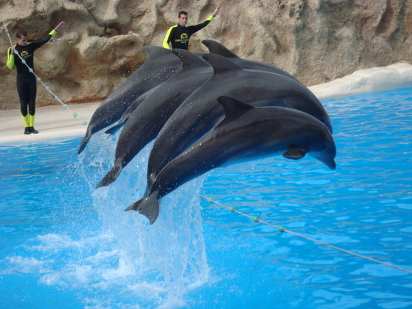 Тенерифе. Loro-Park. (Мои путешествия). День 5