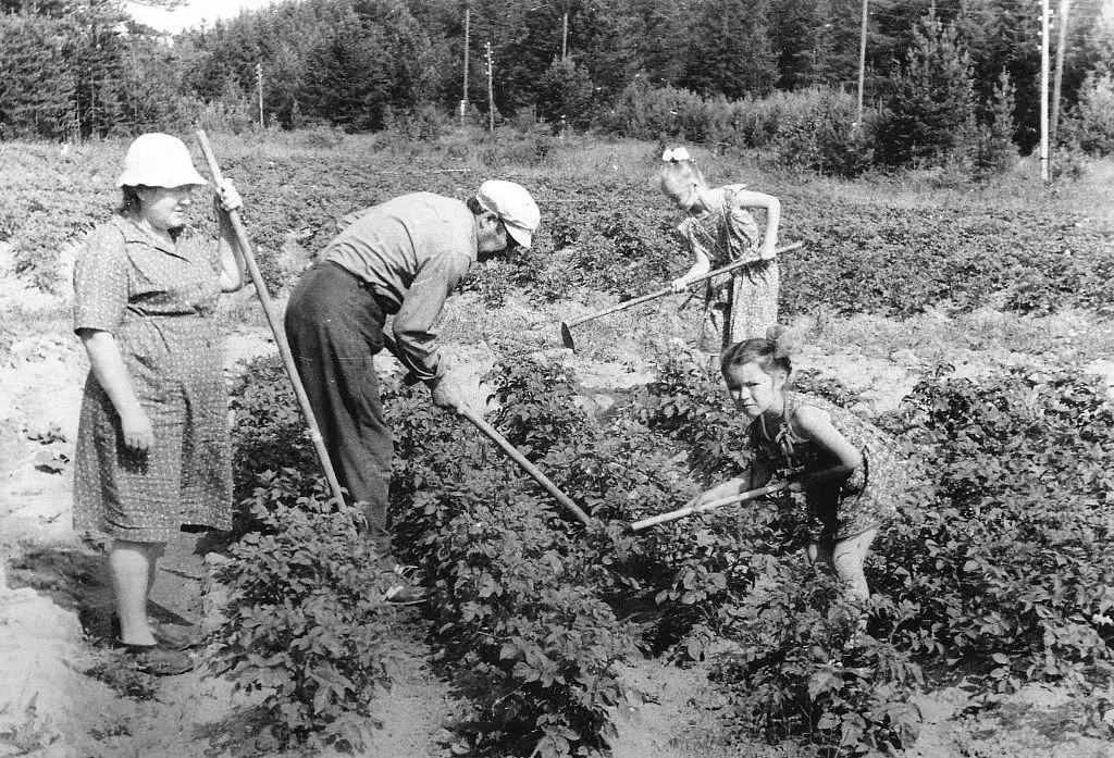 Советская мечта! Как бесплатная земля взрастила нацию садоводов?