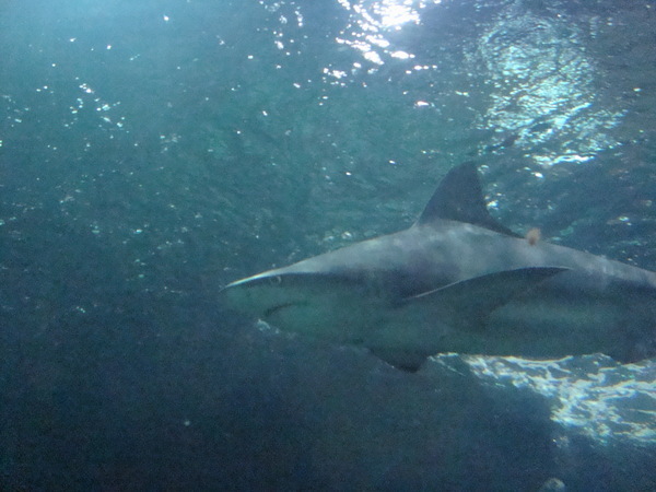 Тенерифе. Loro-Park. (Мои путешествия). День 5