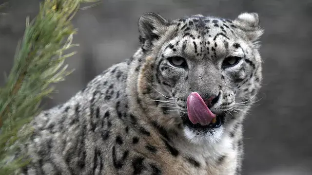 Экспедиция по изучению снежного барса 18 сентября Старт на Алтае