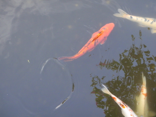 Тенерифе. Loro-Park. (Мои путешествия). День 5