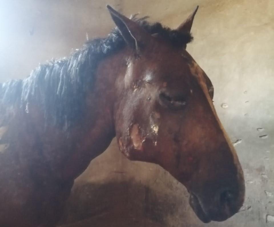 Трагедия в Ленинградской области: Потеря 8 лошадей, но спасены 5