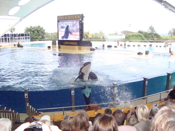 Тенерифе. Loro-Park. (Мои путешествия). День 5