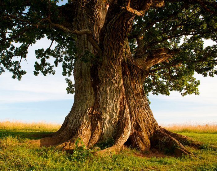 Первые осенние заморозки