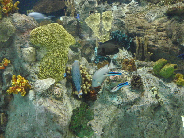 Тенерифе. Loro-Park. (Мои путешествия). День 5