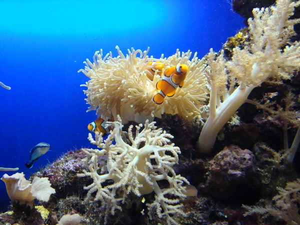 Тенерифе. Loro-Park. (Мои путешествия). День 5