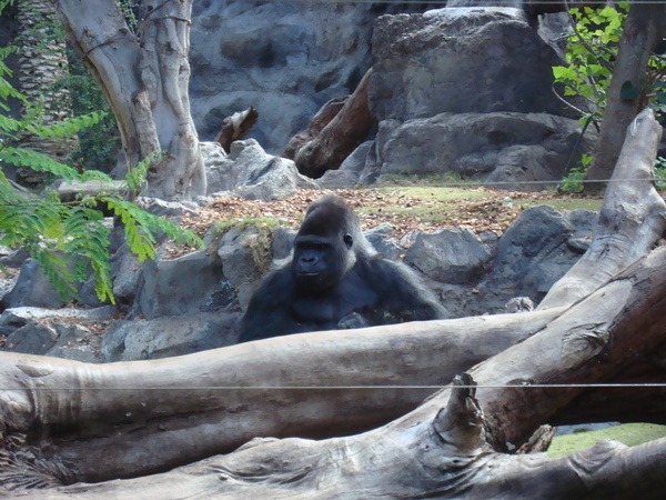 Тенерифе. Loro-Park. (Мои путешествия). День 5