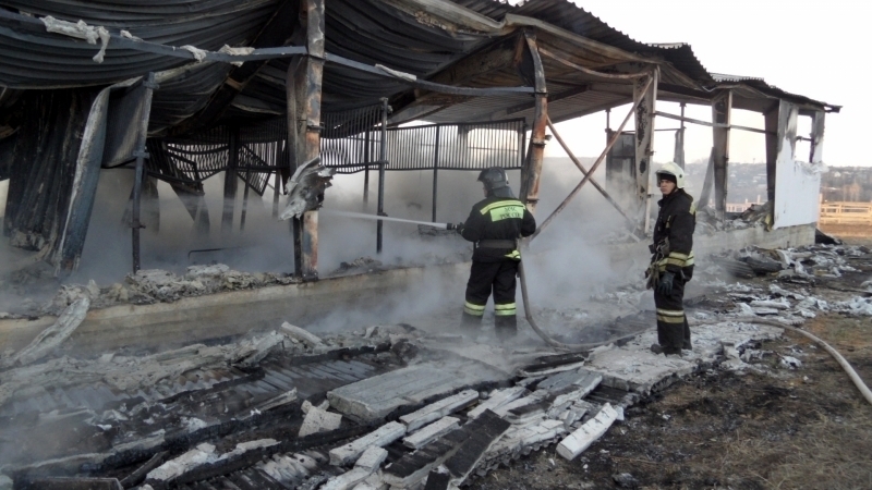 Трагедия в Ленинградской области: Потеря 8 лошадей, но спасены 5