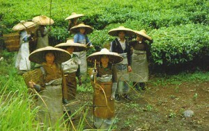 Ранние защитники окружающей среды