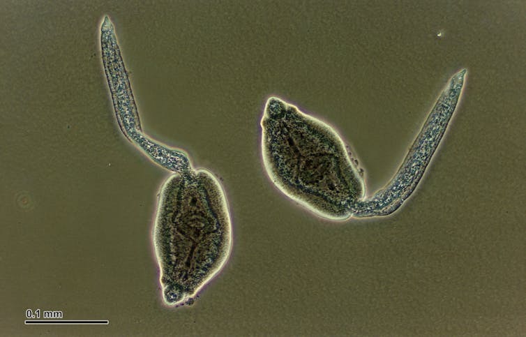 Как паразиты, контролирующие сознание, могут проникнуть в вашу голову