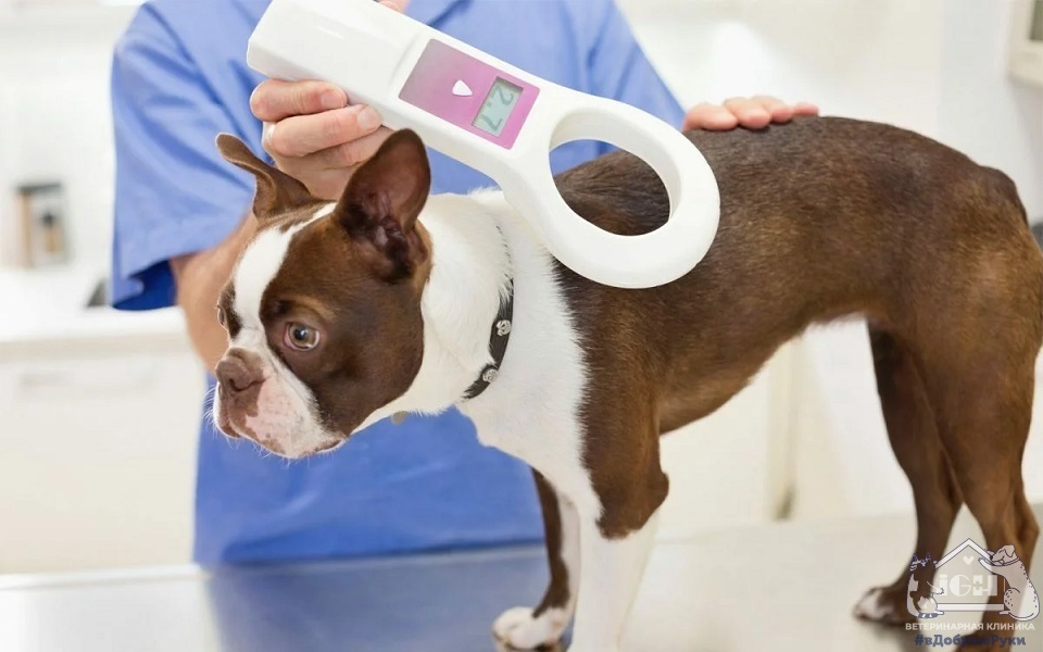 Закон об ответственности кого мы приручили