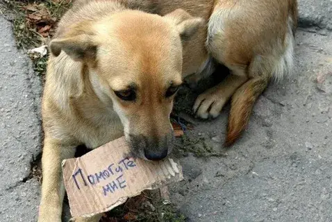 Закон об ответственности кого мы приручили