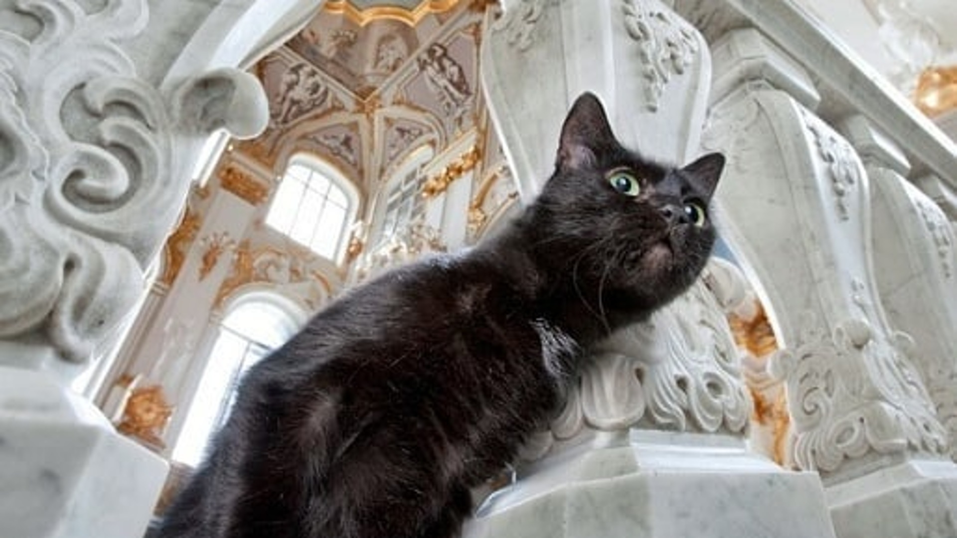 Союз музейных котов: Шаг к Официальным Должностям для Пушистых Друзей