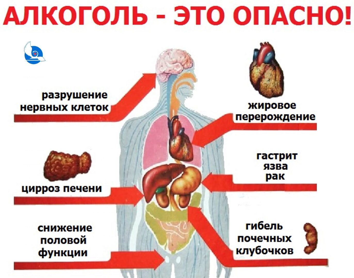 Презентация на тему вред алкоголя на организм подростка