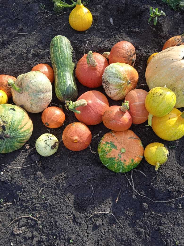 Золотая осень на моей даче: яркие краски цветов, фруктов и ягод, осенние пейзажи и золотой фотоотчет