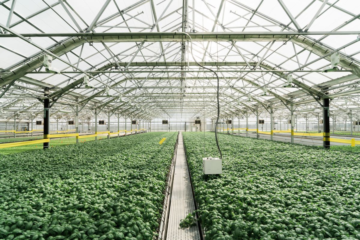 Industrial agriculture. МАКАЛИНИ ГРИНХАУС. Закрытые фермы. Яблоки в теплицах. Green House на ферме.