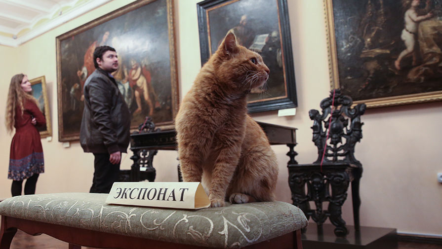 Союз музейных котов: Шаг к Официальным Должностям для Пушистых Друзей