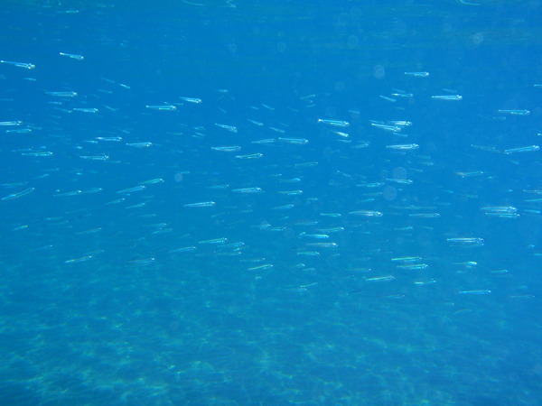 Тенерифе. День 6. (Мои путешествия).