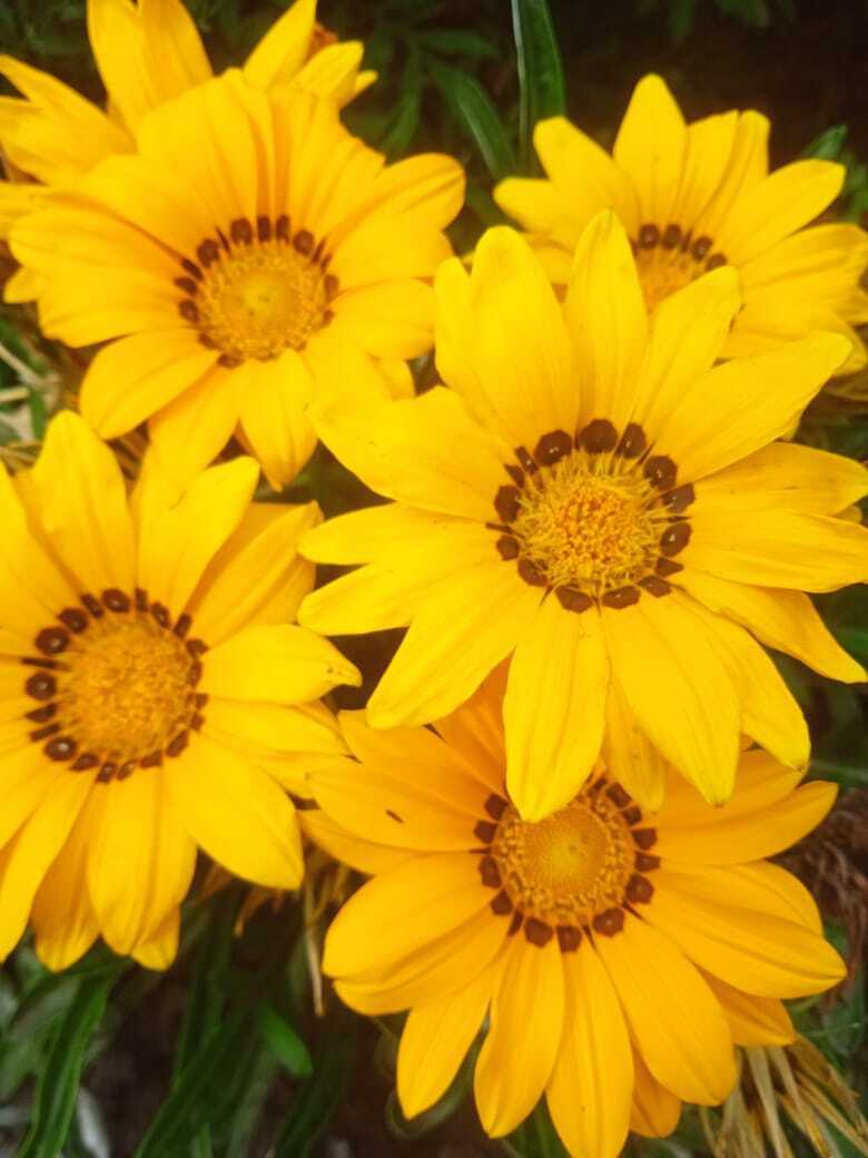 Золотая осень на моей даче: яркие краски цветов, фруктов и ягод, осенние пейзажи и золотой фотоотчет