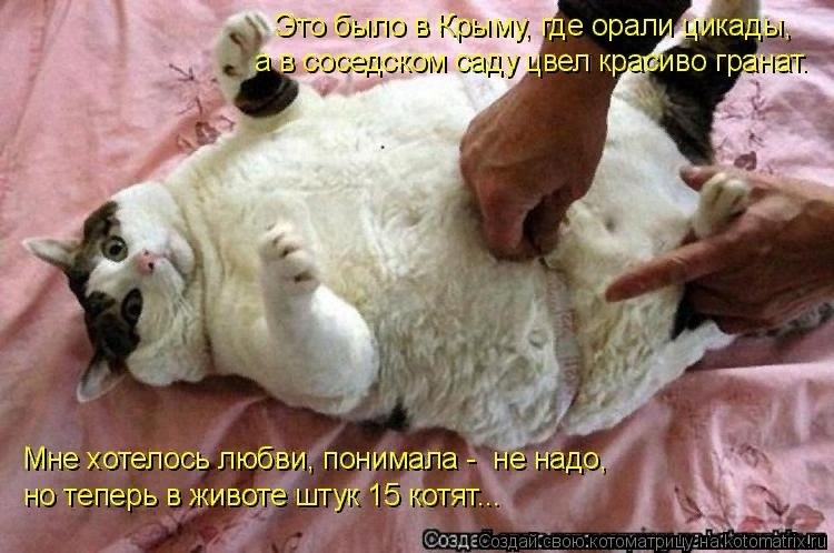 Без кошек жить нельзя на свете, нет! ( часть 2).