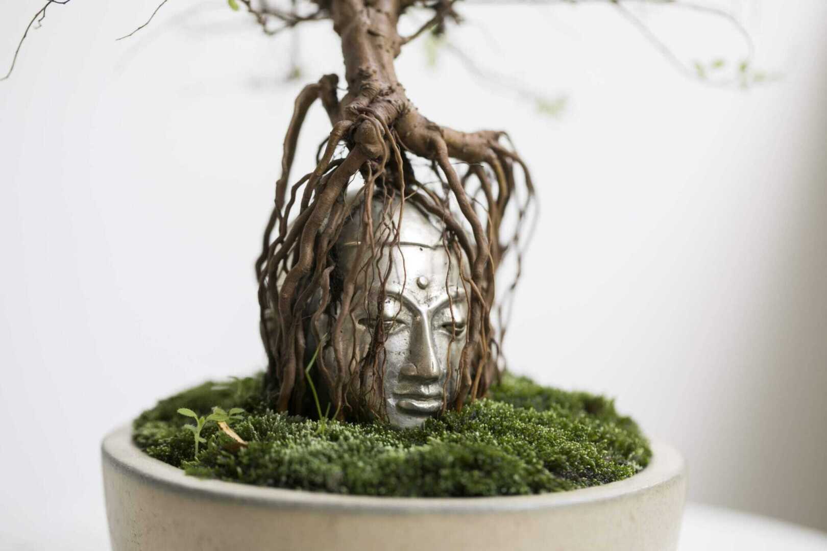 Нестандартные решения токийского мастера бонсай Дайсуке Накадзимы