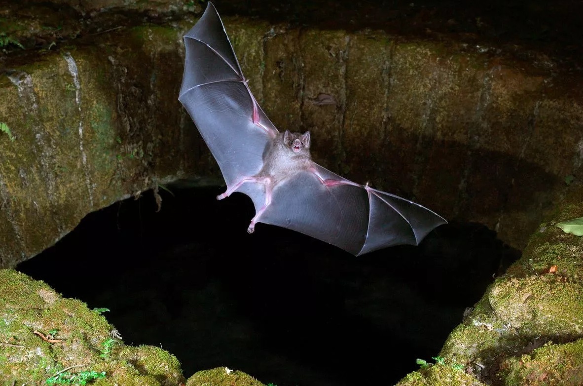 Предупреждение о «вирусе летучих мышей-убийцы», более смертоносном, чем Covid – симптомы, на которые стоит обратить внимание