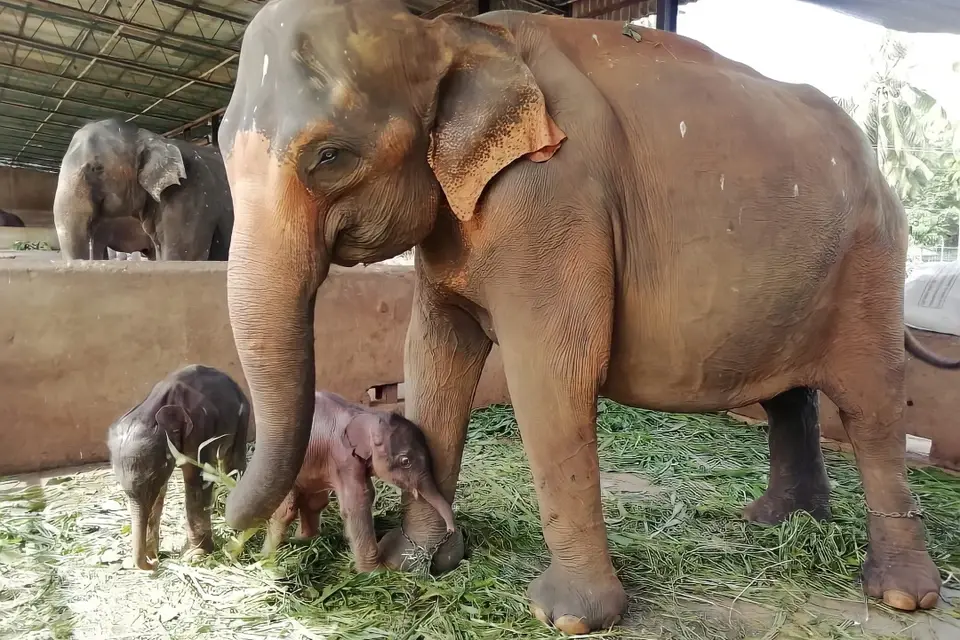 Могут ли животные рожать близнецов?