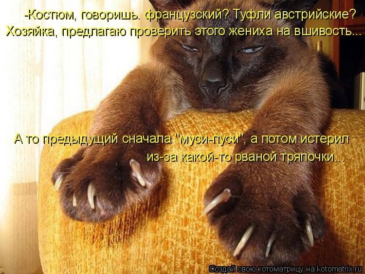 Без кошек жить нельзя на свете, нет! ( часть 2).