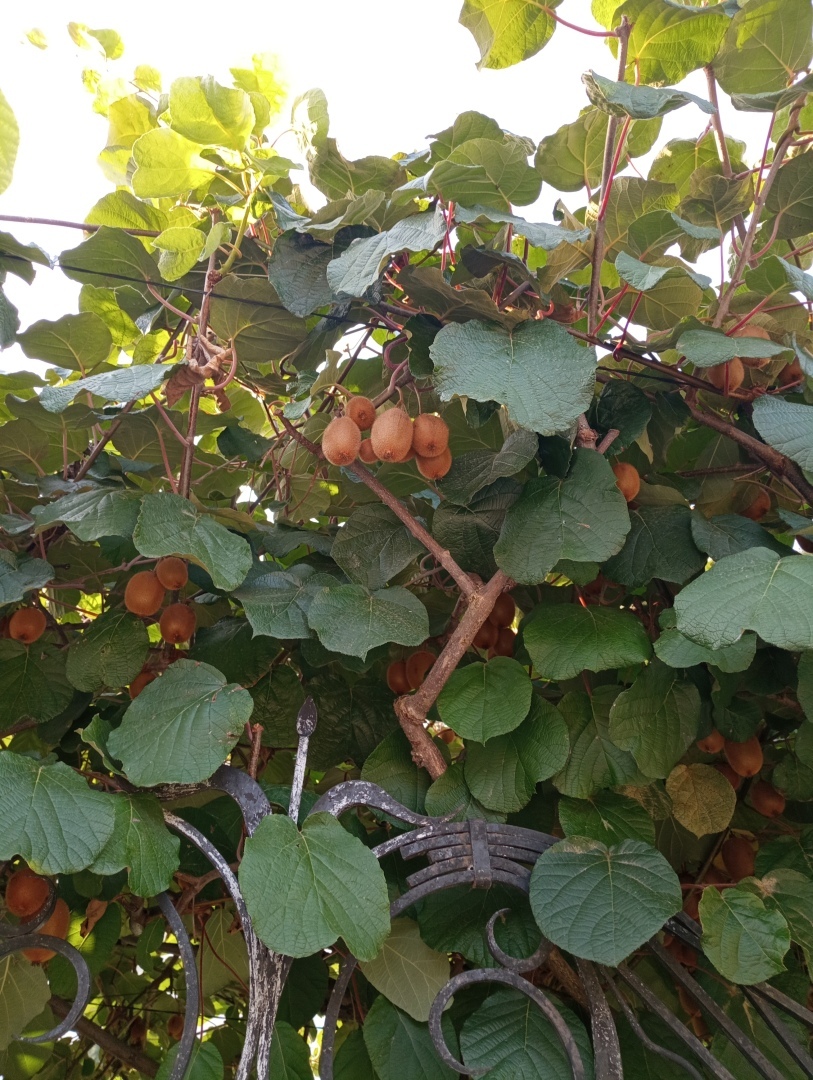 Абхазия. Сухум. Продолжение. Часть 3