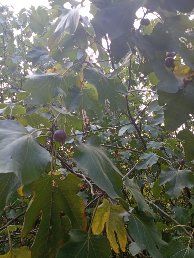 Абхазия. Сухум. Продолжение. Часть 3