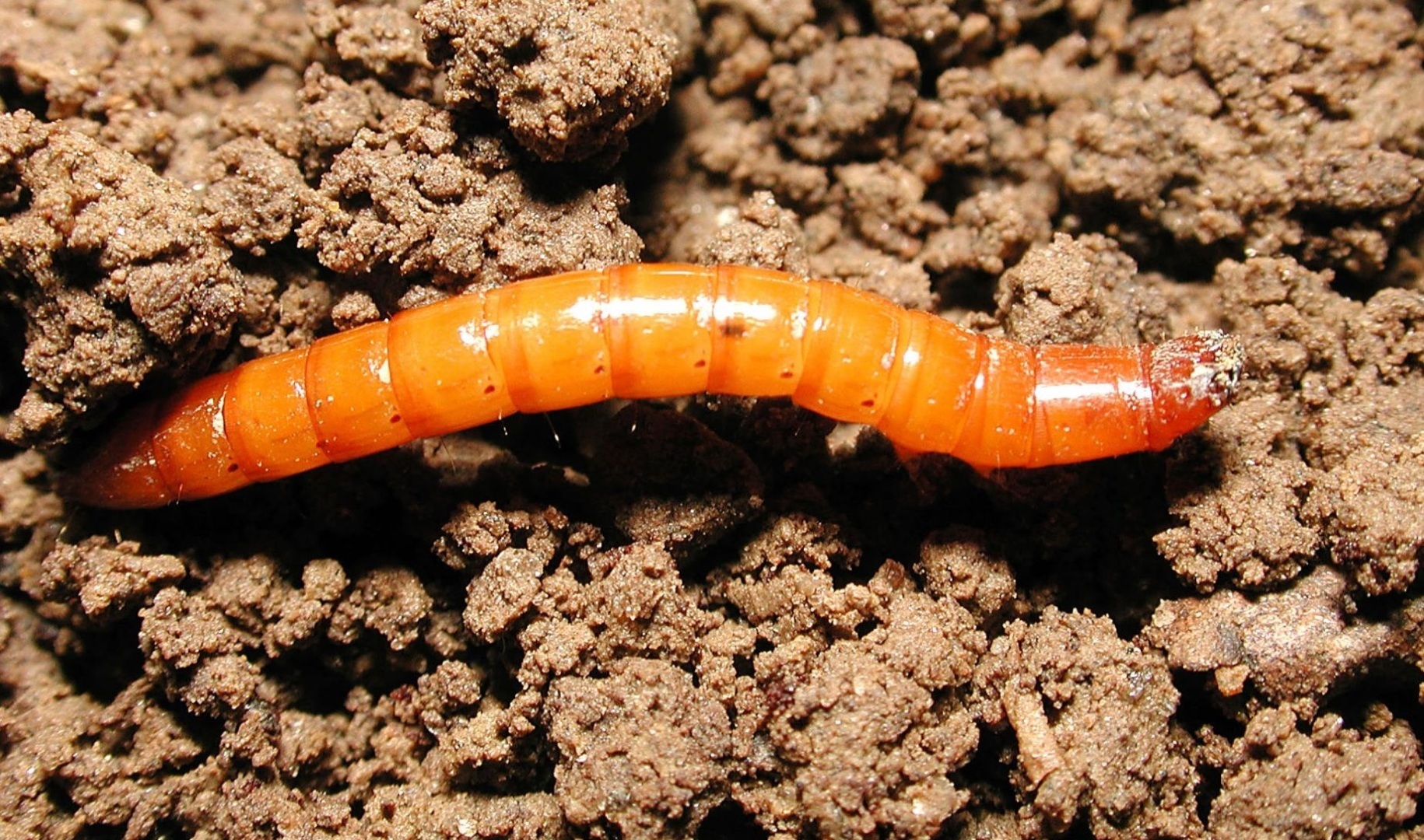 Как избавиться от проволочника — личинки жуков-щелкунов (Elateridae)?