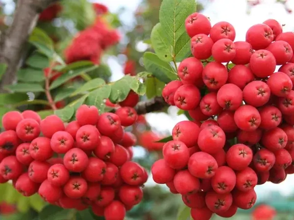 Польза красной рябины для здоровья.