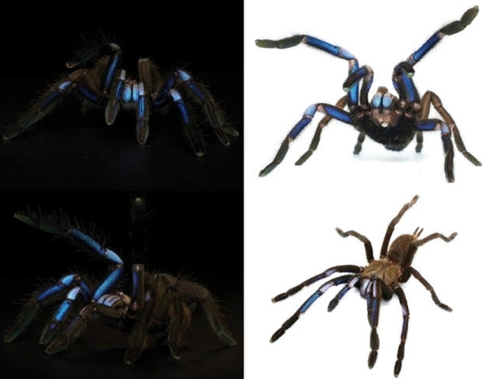 Новый "электрический" вид голубого тарантула, найденный в Таиланде: "Очаровательное явление"