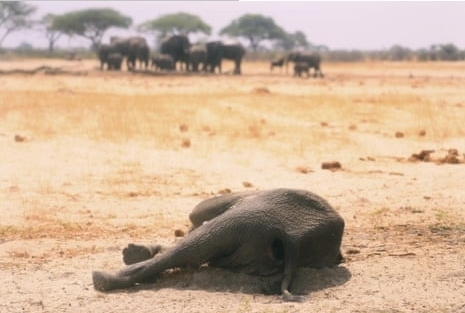 Слоны маршируют через африканские границы, число жертв растет