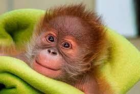 На Грани Исчезновения: Судьба Вымирающих Видов Животных