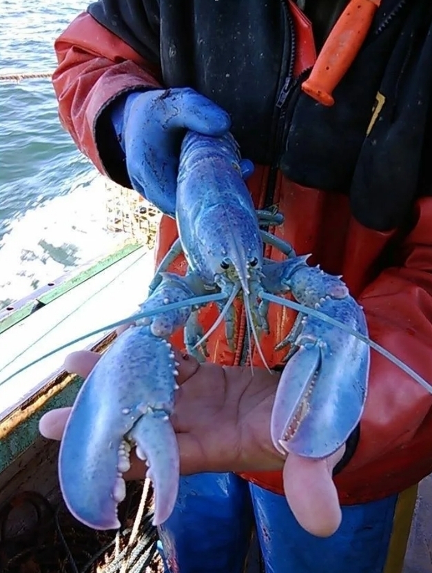 У рыбаков находка одна на сто миллионов