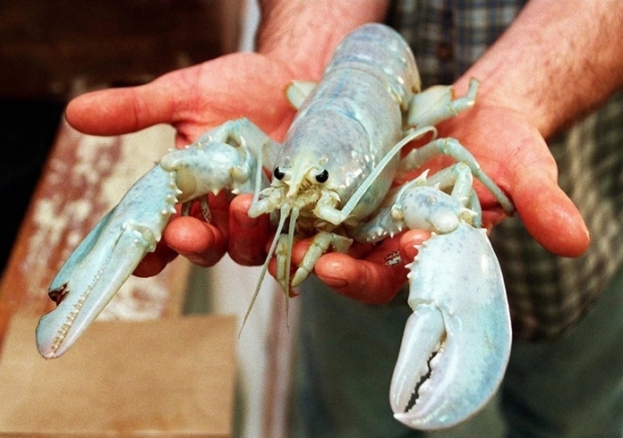 У рыбаков находка одна на сто миллионов