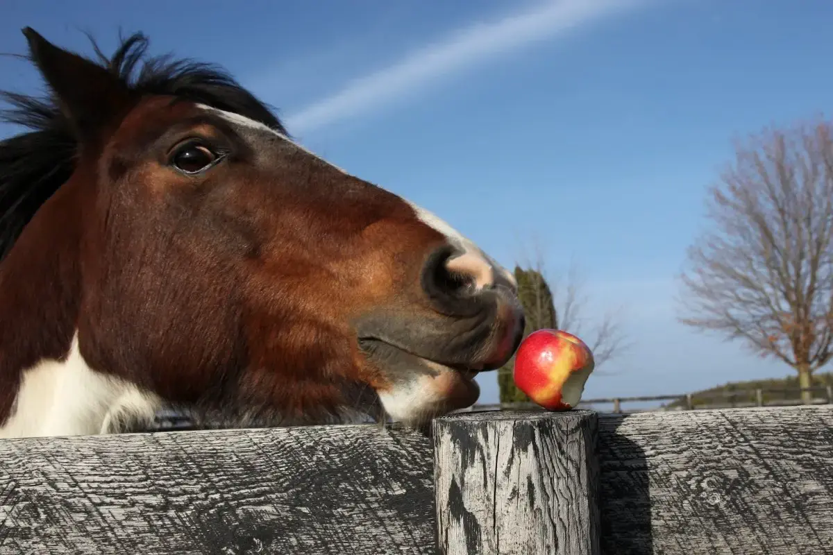 Животные-герои: истории о преданности и отваге братьев наших меньших