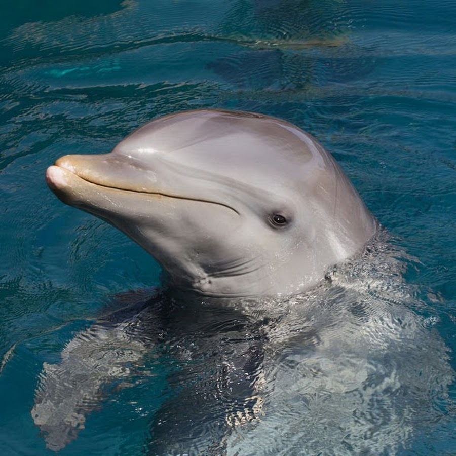 Животные-герои: истории о преданности и отваге братьев наших меньших